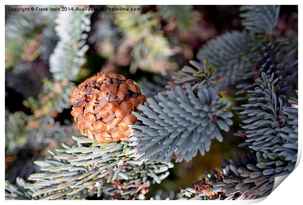  A beautiful fir cone just arriving Print by Frank Irwin