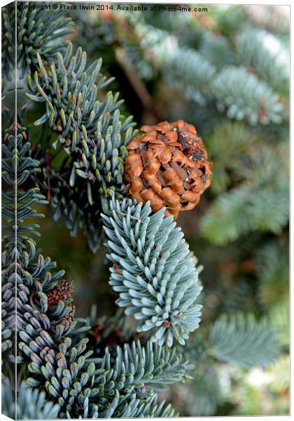  A beautiful fir cone just arriving Canvas Print by Frank Irwin