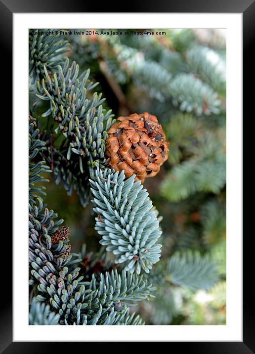  A beautiful fir cone just arriving Framed Mounted Print by Frank Irwin