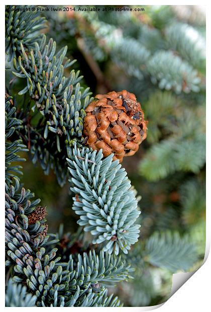  A beautiful fir cone just arriving Print by Frank Irwin