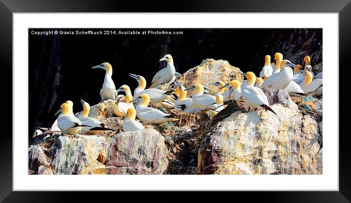  Northern Gannets Framed Mounted Print by Gisela Scheffbuch