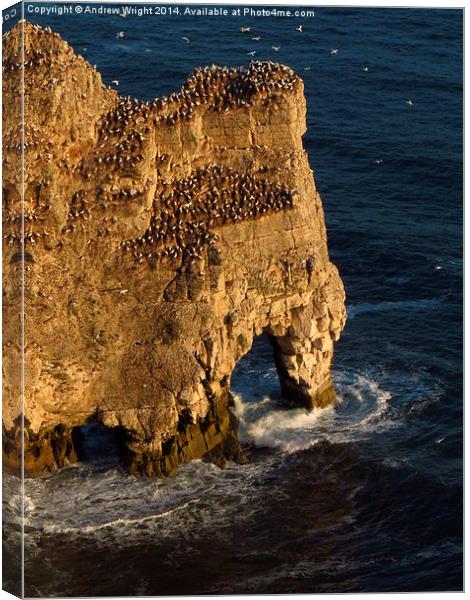  Rock Arch, Bempton Cliffs, Yorkshire Canvas Print by Andrew Wright