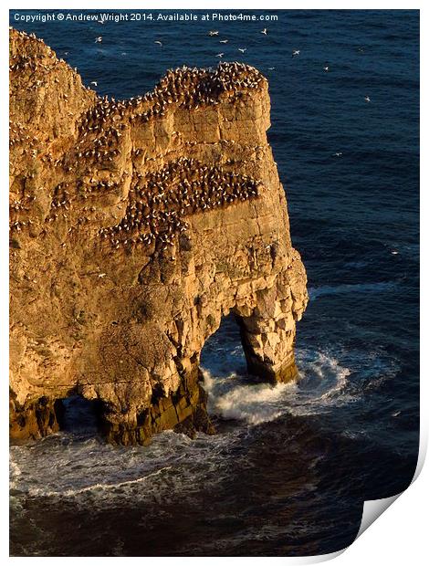  Rock Arch, Bempton Cliffs, Yorkshire Print by Andrew Wright