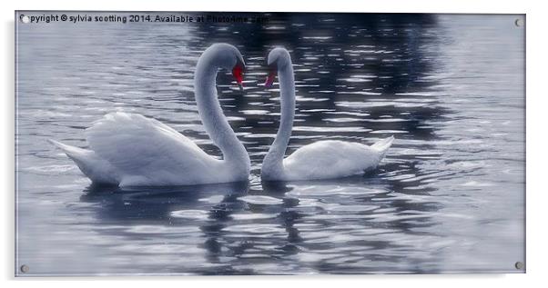  Swan Lake Acrylic by sylvia scotting