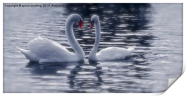  Swan Lake Print by sylvia scotting