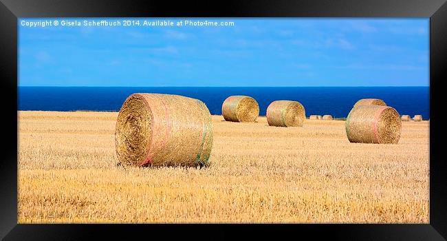 Bales of Straw on the Coast Framed Print by Gisela Scheffbuch