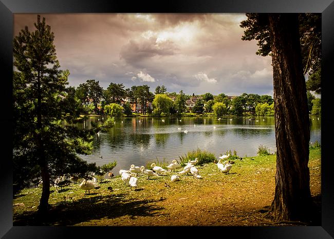 Roath Park Lake, Cardiff, Wales, UK Framed Print by Mark Llewellyn