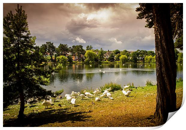 Roath Park Lake, Cardiff, Wales, UK Print by Mark Llewellyn
