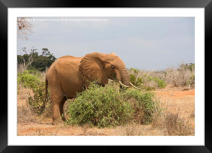 Elephant Browsing Framed Mounted Print by Howard Kennedy