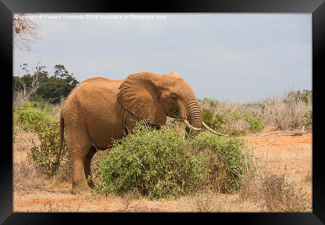 Elephant Browsing Framed Print by Howard Kennedy
