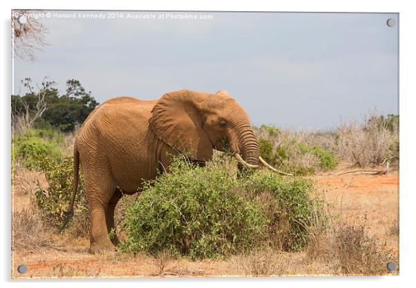 Elephant Browsing Acrylic by Howard Kennedy