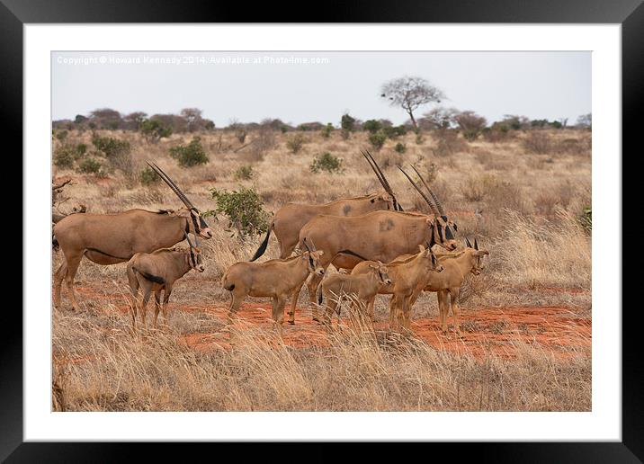 Fringe-Eared Oryx herd Framed Mounted Print by Howard Kennedy