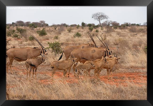 Fringe-Eared Oryx herd Framed Print by Howard Kennedy