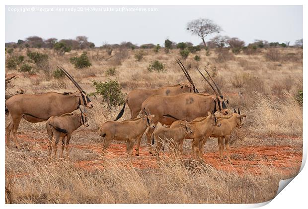 Fringe-Eared Oryx herd Print by Howard Kennedy