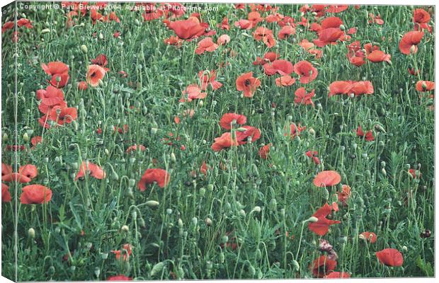  Poppies in Weymouth Canvas Print by Paul Brewer