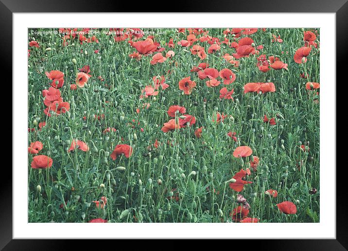  Poppies in Weymouth Framed Mounted Print by Paul Brewer