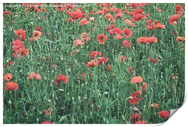  Poppies in Weymouth Print by Paul Brewer