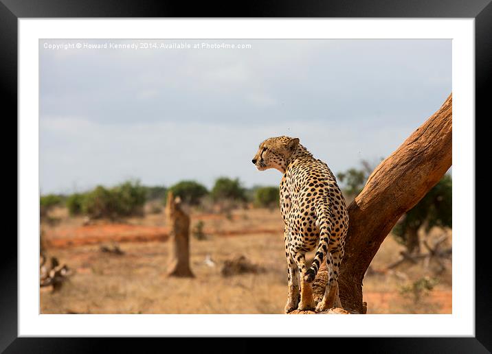 Male Cheetah Framed Mounted Print by Howard Kennedy
