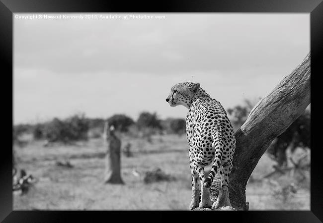 Male Cheetah Framed Print by Howard Kennedy