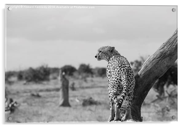 Male Cheetah Acrylic by Howard Kennedy