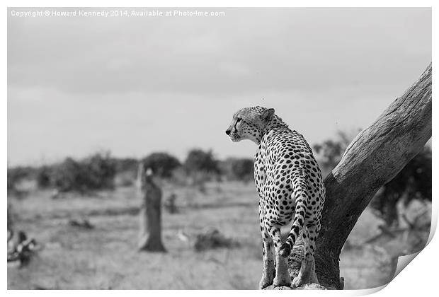 Male Cheetah Print by Howard Kennedy