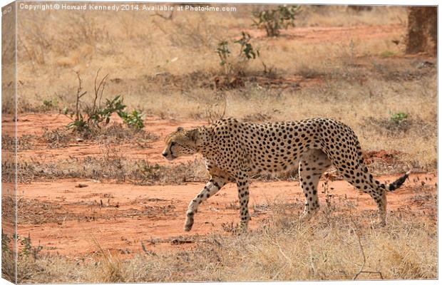 Cheetah walking Canvas Print by Howard Kennedy