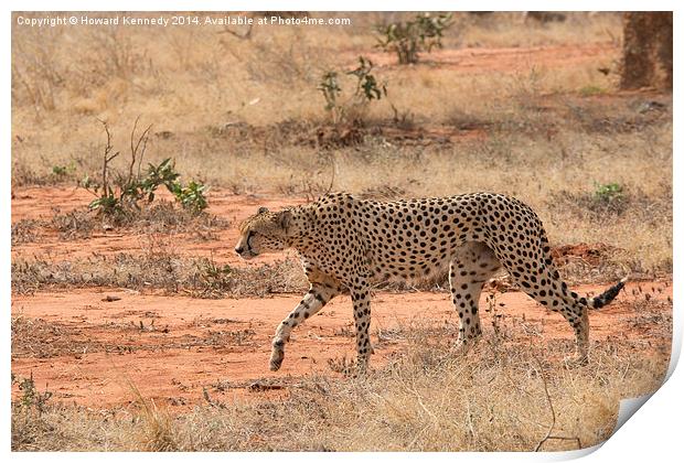 Cheetah walking Print by Howard Kennedy