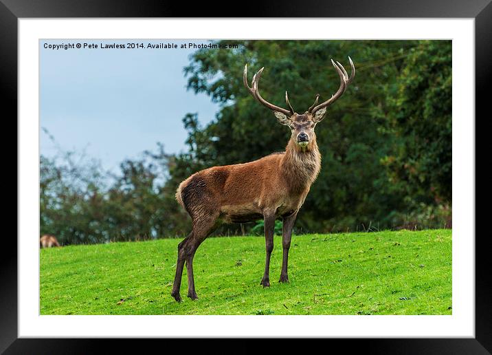 Red Deer Stag Framed Mounted Print by Pete Lawless