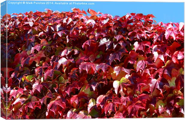 Autumn Red Ivy Leaves Canvas Print by Mark Purches