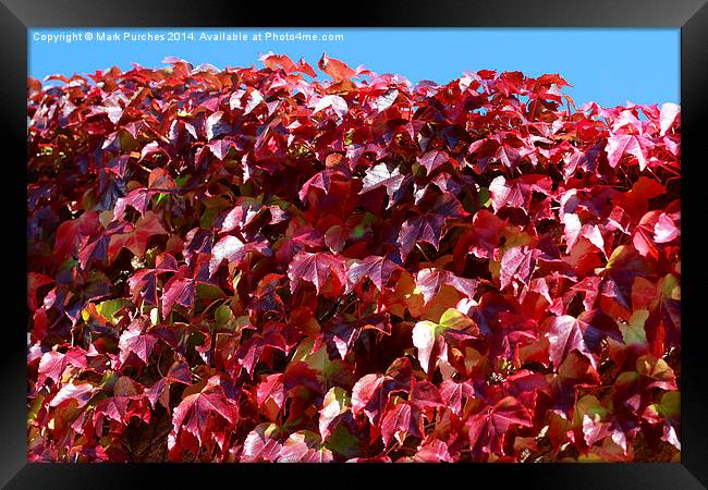 Autumn Red Ivy Leaves Framed Print by Mark Purches
