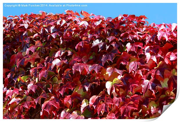 Autumn Red Ivy Leaves Print by Mark Purches
