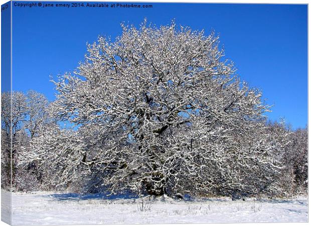  Oak Tree in the Snow Canvas Print by Jane Emery