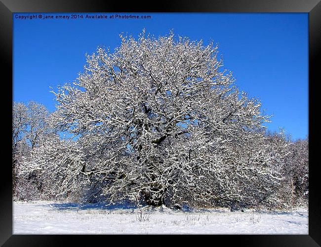  Oak Tree in the Snow Framed Print by Jane Emery