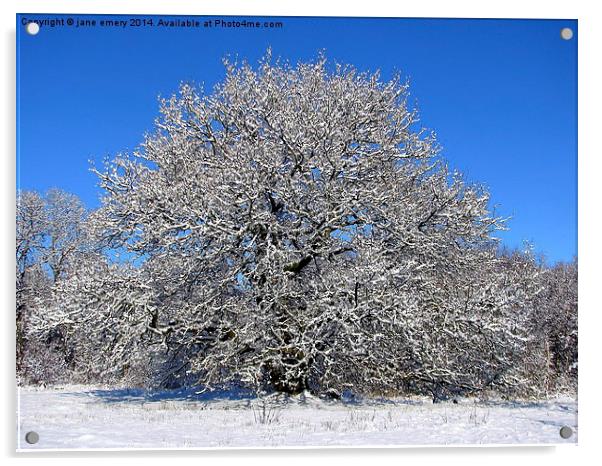  Oak Tree in the Snow Acrylic by Jane Emery