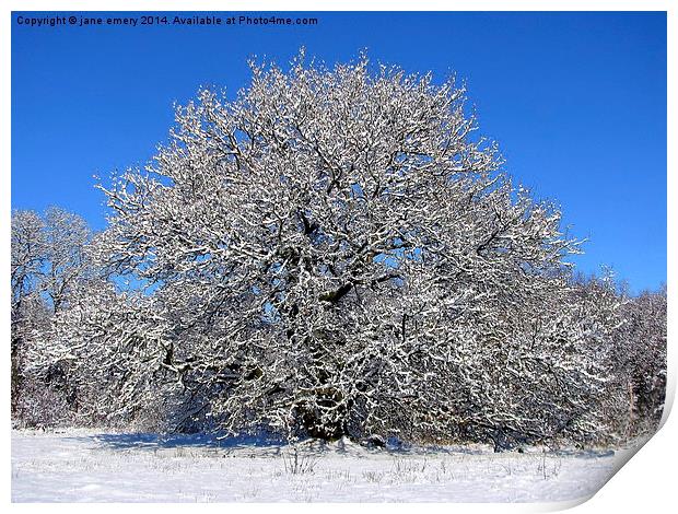  Oak Tree in the Snow Print by Jane Emery