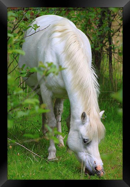  Wild Pony Framed Print by Jane Emery