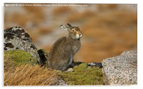  The Disdainful Hare Acrylic by Jamie Green