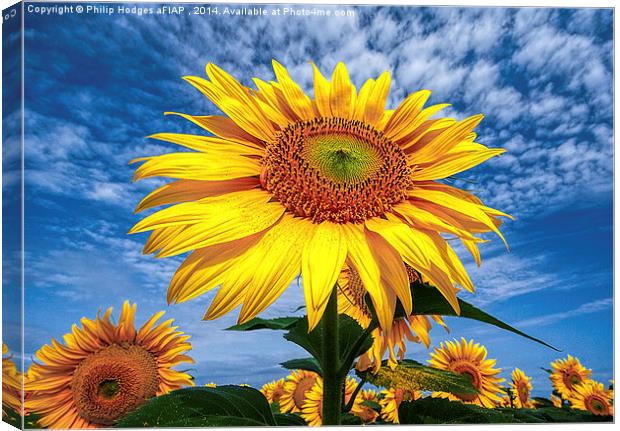 Sunflower Morning  Canvas Print by Philip Hodges aFIAP ,