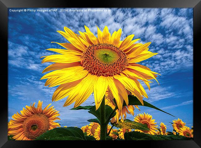 Sunflower Morning  Framed Print by Philip Hodges aFIAP ,