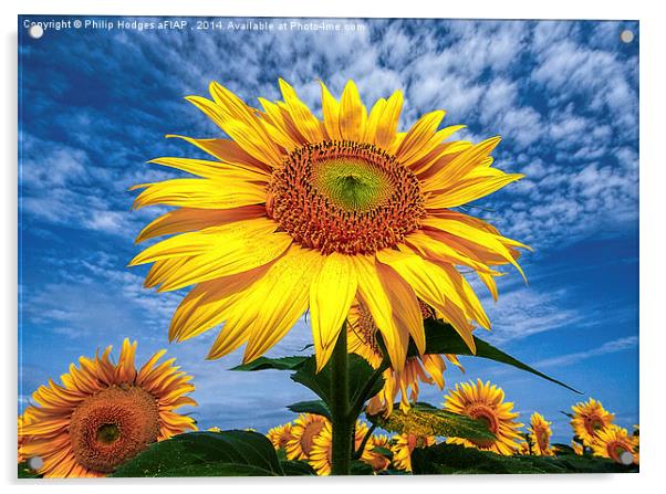 Sunflower Morning  Acrylic by Philip Hodges aFIAP ,
