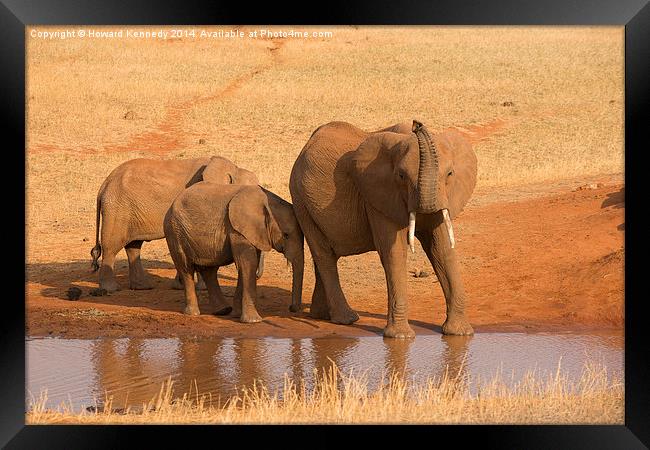 Elephant with calves Framed Print by Howard Kennedy