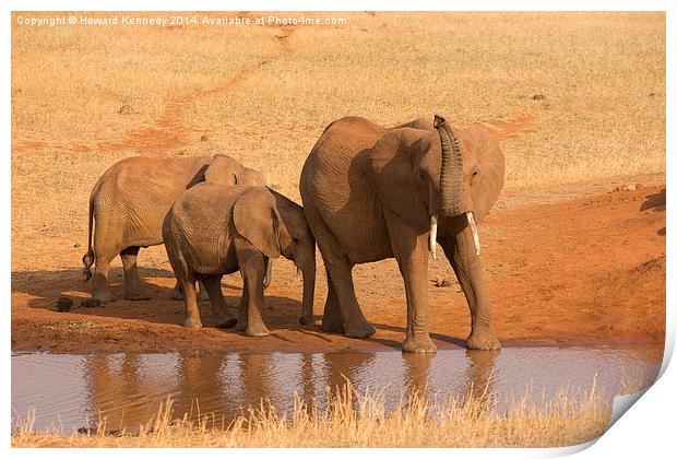 Elephant with calves Print by Howard Kennedy