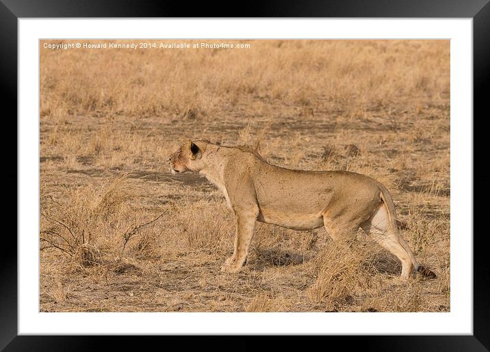 Lioness stalking Framed Mounted Print by Howard Kennedy