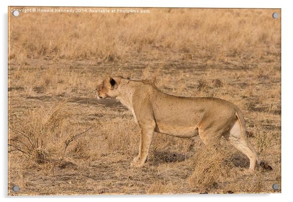 Lioness stalking Acrylic by Howard Kennedy