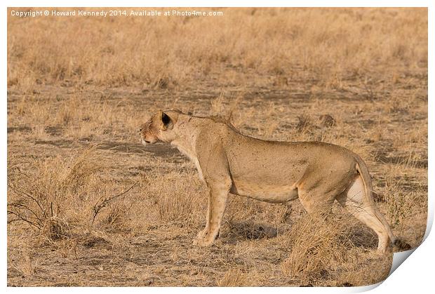 Lioness stalking Print by Howard Kennedy