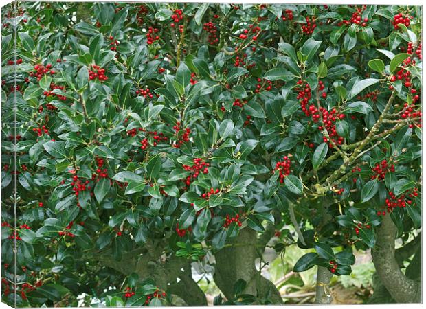 Holly tree Canvas Print by Victor Burnside
