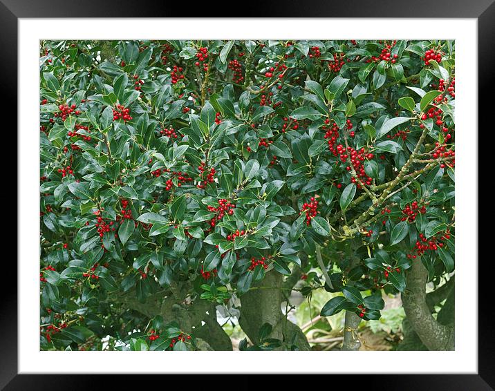 Holly tree Framed Mounted Print by Victor Burnside