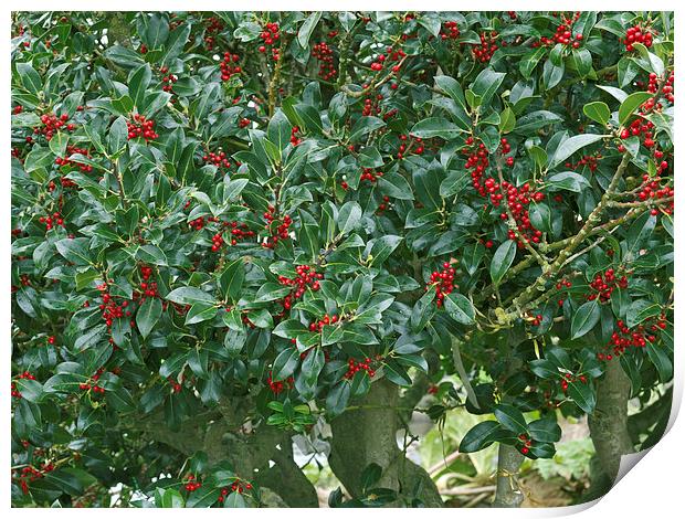 Holly tree Print by Victor Burnside