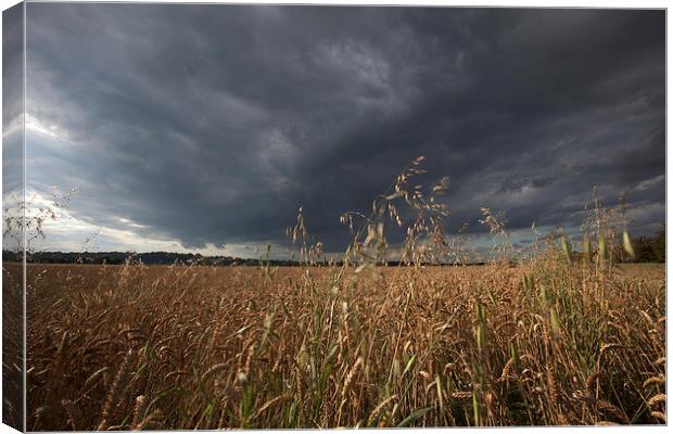  Stormy skies over a field of Weat Canvas Print by Stephen Prosser