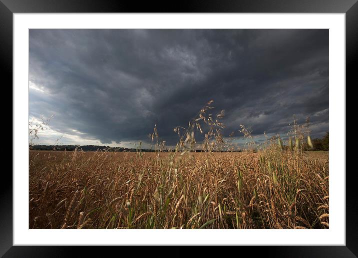  Stormy skies over a field of Weat Framed Mounted Print by Stephen Prosser